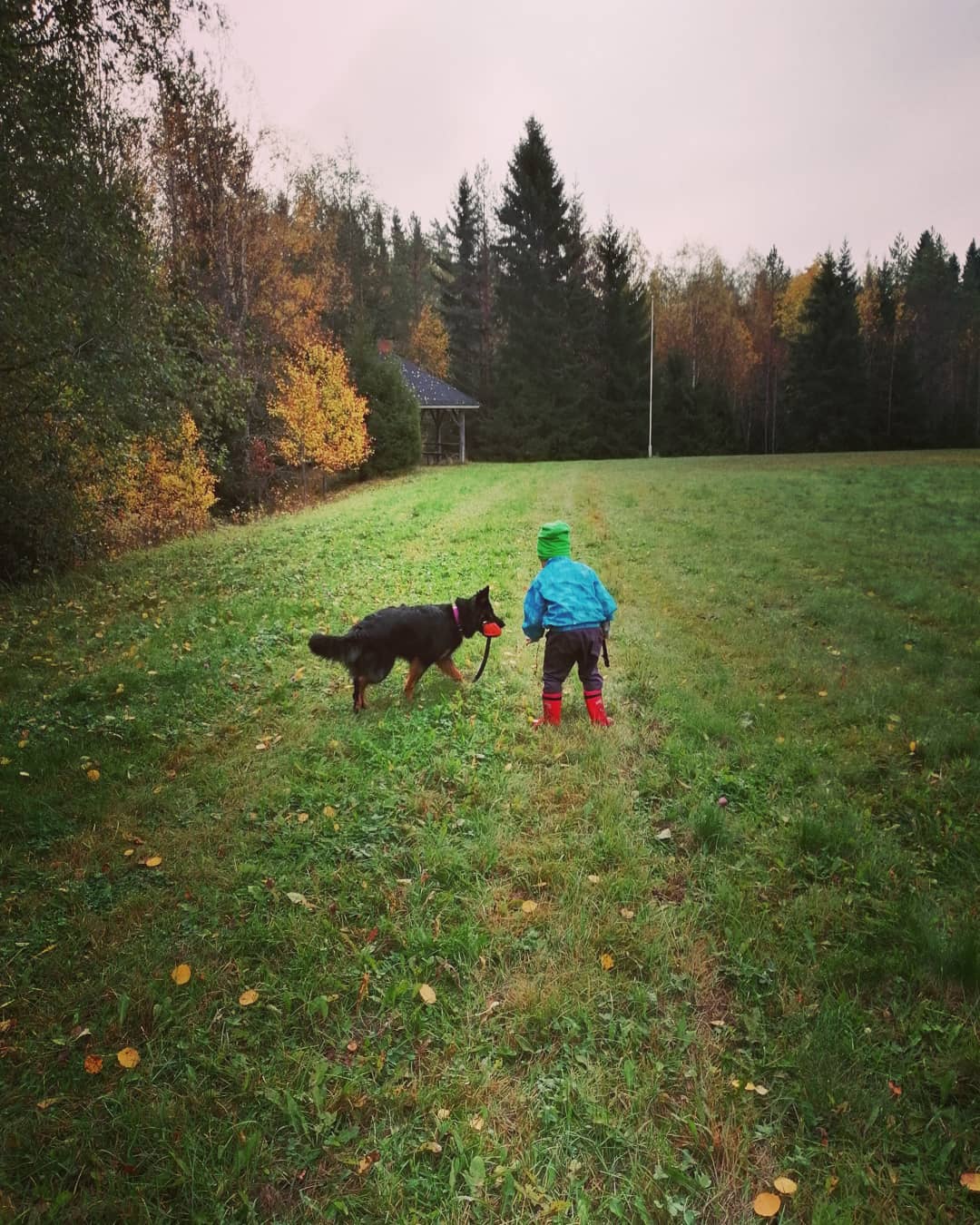 Meillä lapset ja koirat tulevat hyvin toimeen keskenään