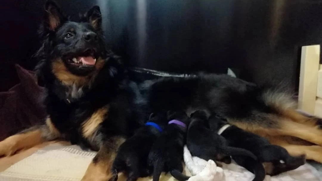Kennel Fenapessen ensimmäiset pennut vuonna 2021