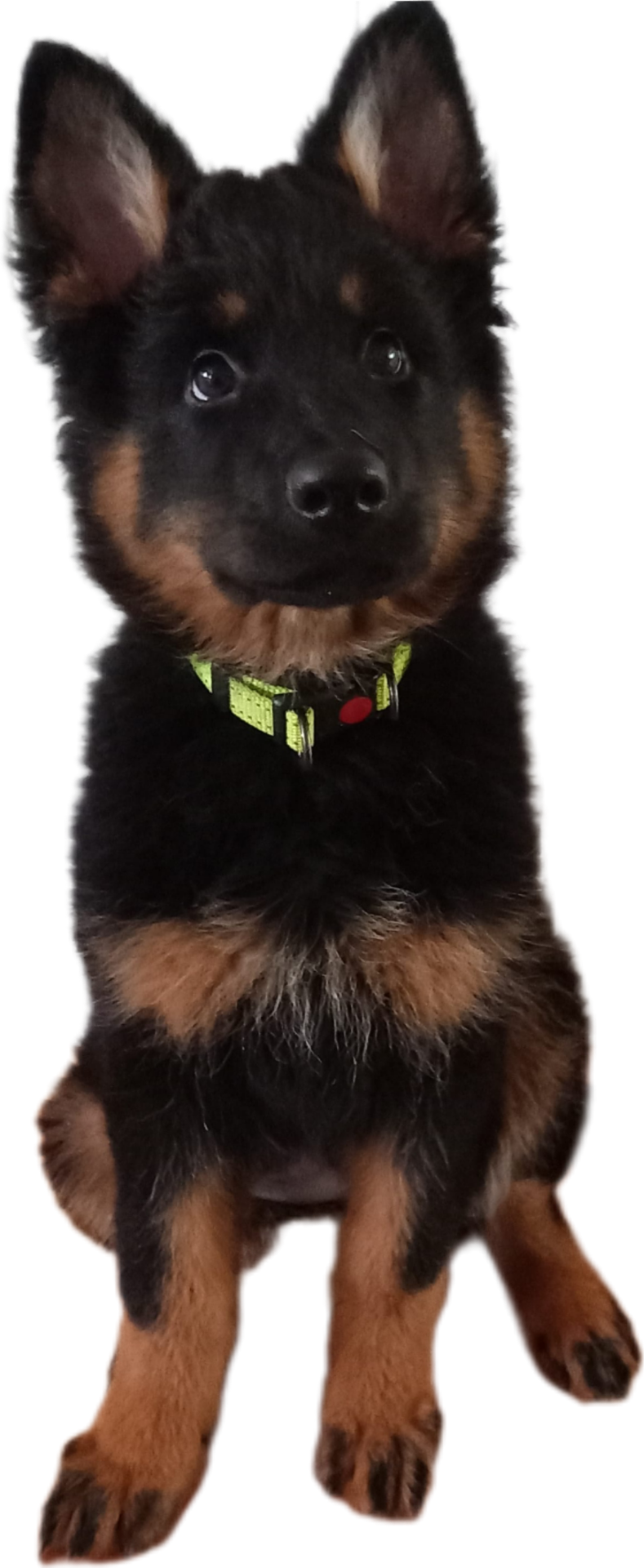 Fenapessen Black Ninja "Hellu"